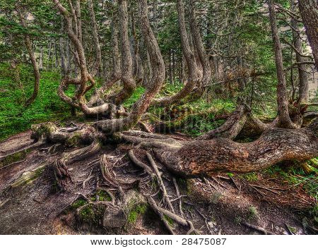 Berg wortels