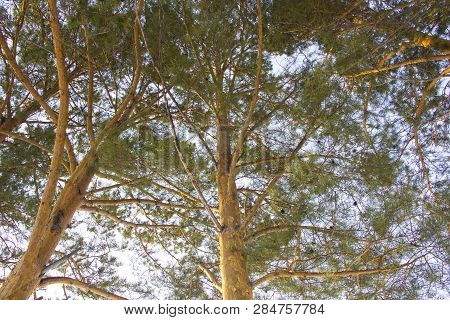 Beautiful Pine Trees Closeup Blue Sky Winter