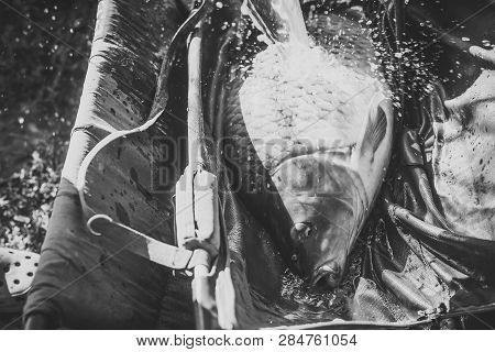 Big Fish Catch In Water On Sunny Day. Alive Carp In Wet Basket Stretcher. Carp Fishing, Angling, Fis