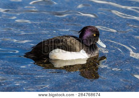 Side View Portrait Natural Male Tufted Duck (aythya Fuligula) On Water Surface