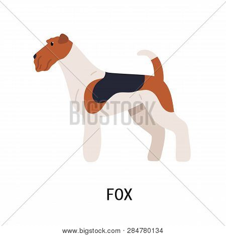 Wire Fox Terrier. Lovely Dog Of Hunting Breed With Wiry Coat, Side View. Beautiful Adorable Purebred