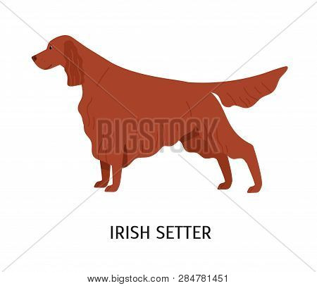 Irish Setter. Stunning Cute Dog Of Hunting Breed Or Gundog Isolated On White Background. Funny Adora