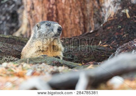 One Natural Marmot Groundhog (marmota Monax) Hidden In Tree Trunks