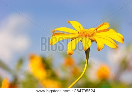 Closeup Single Yellow Tree Marigold Or Maxican Sunflower In The Blue Background Of The Sky.