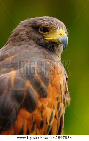 Harris Hawk portræt