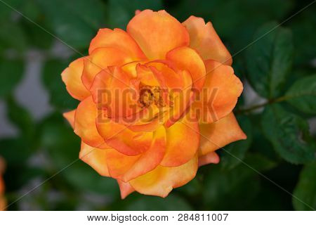 Yellow Rose Flower Blooming On Bush In Garden On Sunny Day, Rose Head