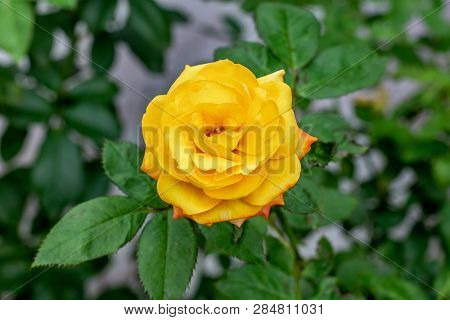 Yellow Pink Blossoming Rose