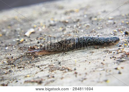 A Dark Slug Crawls On Dark Aged Wood