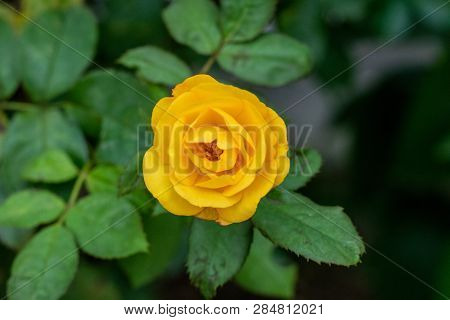 Yellow Rose With Green Leaves Blooming In Garden