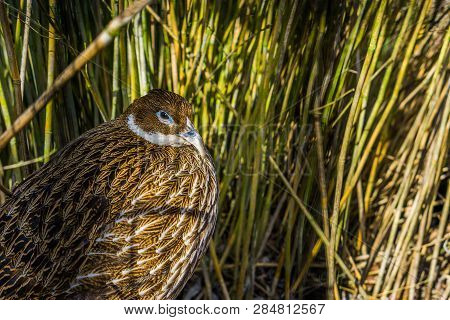 Female Himalayan Monal Pheasant, Face In Closeup, Tropical Bird From Asia