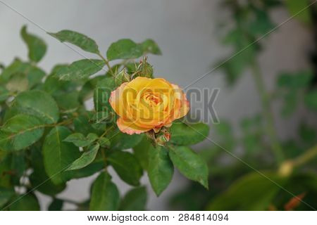 Yellow Rose Flower Blooming On Bush In Garden On Sunny Day