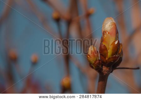 Spring Tree Branches With Buds Against Blue Sky. Closeup
