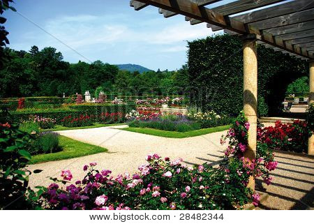 Gül bahçesi Baden-Baden