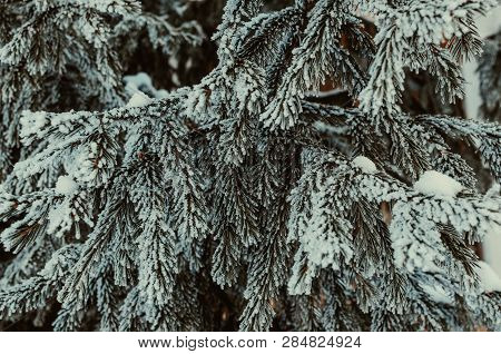 Branches Blue Spruce Covered With Snow And Frost.winter And Nature.
