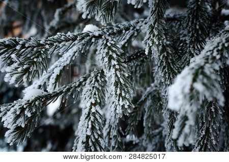 Branches Blue Spruce Covered With Snow And Frost.winter And Nature.