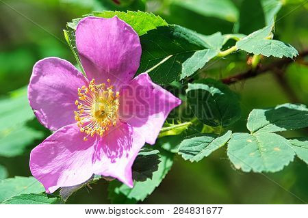 Macro View Of A Wild Rose Background With Leaves