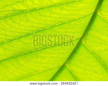 Select Focus Of Green Leaf Texture Macro And Bleary Of Leaves Texture.useful As Background.