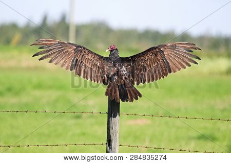 A Wild Turkey Buzzard Spreads Its Wings While Sitting On A Post