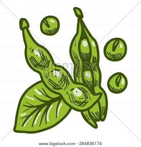Green Eco Soybean Icon. Hand Drawn Illustration Of Green Eco Soybean Vector Icon For Web Design