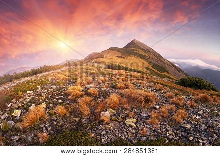 Grass, Similar To Hedgehogs, Climbing To The Top