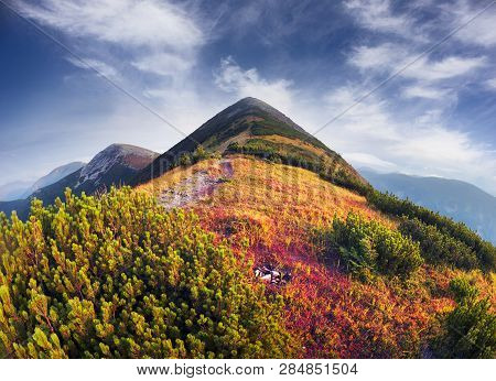 Red Bilberry In Syvula