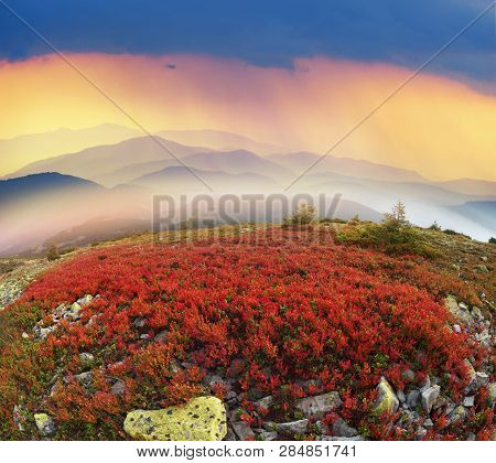 Red Bilberry In Syvula