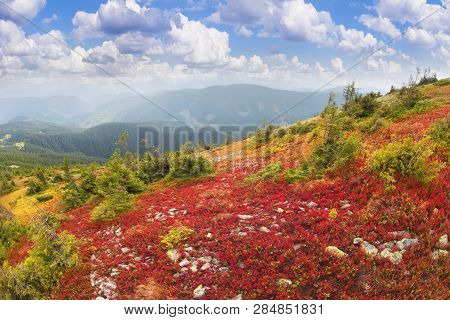 Red Bilberry In Syvula