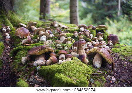 Harvesting Of Mushrooms In The Carpathians