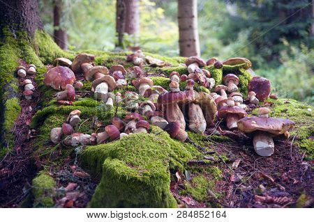 Harvesting Of Mushrooms In The Carpathians