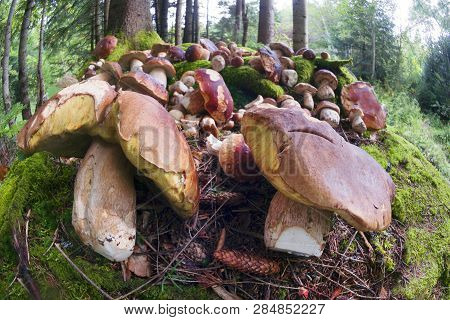 Harvesting Of Mushrooms In The Carpathians