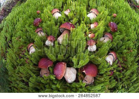 Harvest Of Mushrooms In The Carpathians Ukraine