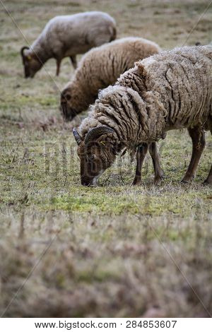 Rare Breed Of Sheep Grazing On Grassland