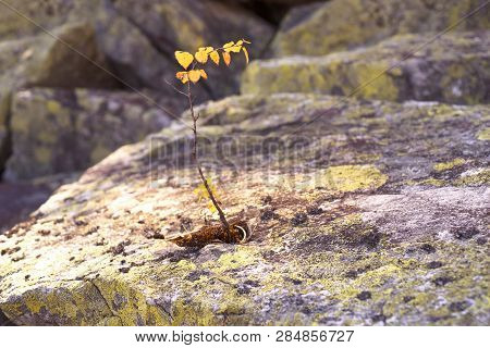 Lonely Heroic Birch On A Rock
