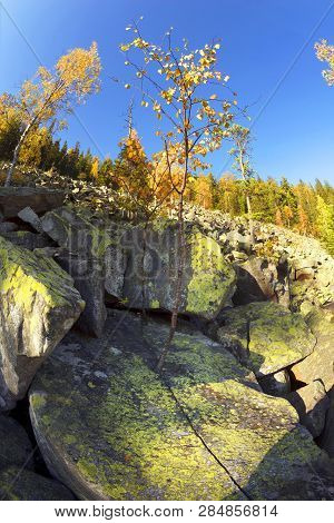 Lonely Heroic Birch On A Rock