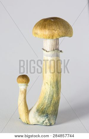 Psilocybe cubensis - fresh magic mushrooms with a white background close up macro
