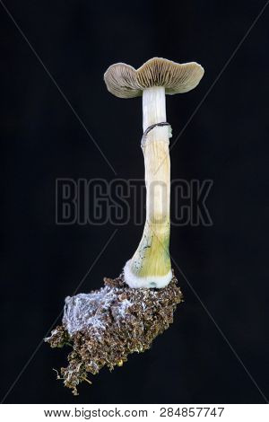 Psilocybe cubensis - fresh magic mushrooms in soil with a black background
