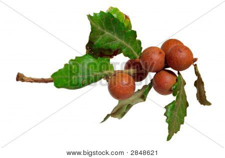 Mermer Galls izole