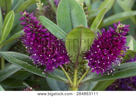 Photo Of A Flowers With Cold Colours, Green Leaves And Sunlight