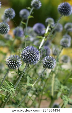 Southern Globethistle - Latin Name - Echinops Ritro