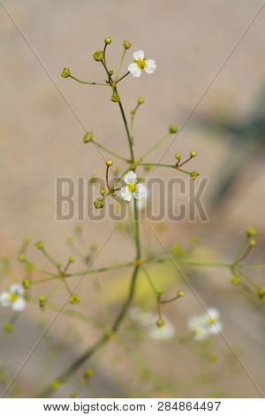 Common Water Plantain - Latin Name - Alisma Plantago-aquatica