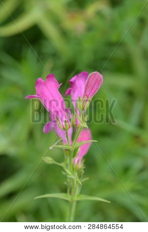 Red Rocks Beard Tongue - Latin Name - Penstemon X Mexicali Red Rocks