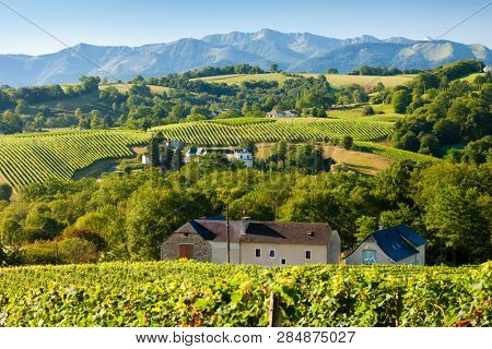 vineyard, Jurancon, France