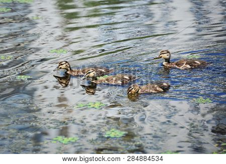Duck Floating In The Lake