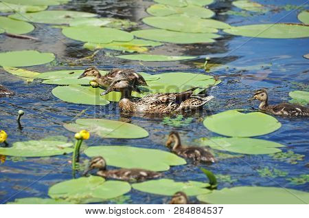 Duck Floating In The Lake