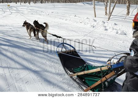 PETROPAVLOVSK KAMCHATSKY CITY, KAMCHATKA PENINSULA, RUSSIAN FAR EAST - FEB 23, 2017: Kamchatka Kids Competitions Sled Dog Race Dyulin Beringiya. Running dog sled young musher Nesterov Gleb.
