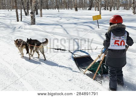 PETROPAVLOVSK CITY, KAMCHATKA PENINSULA, RUSSIAN FAR EAST - FEB 23, 2017: Kamchatka Kids Competitions Sled Dog Race Dyulin Beringiya. Running dog sled Alaskan husky young musher Khakimov Timur.