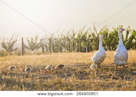 White Geese Family At Sunset With Sunny Hotspot