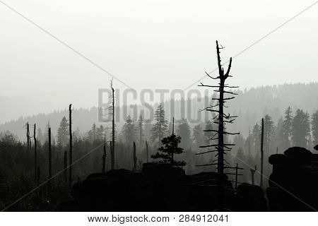 Silhouette Of Devasted Trees In Cause Of Bark Beetle Infestation. Sumava National Park And Bavarian 