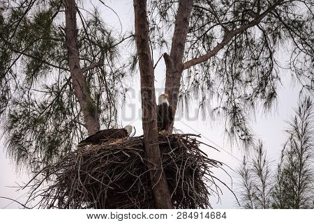 Nesting Adult Bald Eagle Haliaeetus Leucocephalus Nests On Marco Island