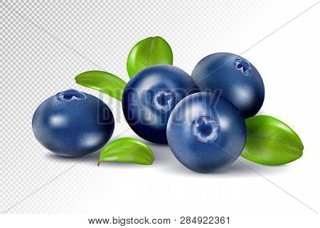Blueberries Isolated On White Background. Quality Realistic Vector, 3d Illustration